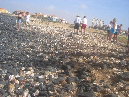 CIMG7097.JPG - Muschelfriedhof