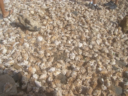 CIMG7098.JPG - Muschelfriedhof