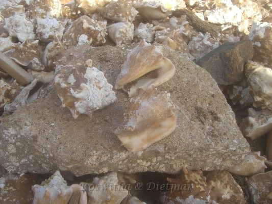 CIMG7099.JPG - Muschelfriedhof