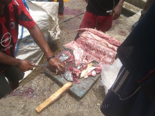 CIMG7417.JPG - Fisch Verarbeitung direkt am Hafensteg