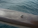 CIMG7469