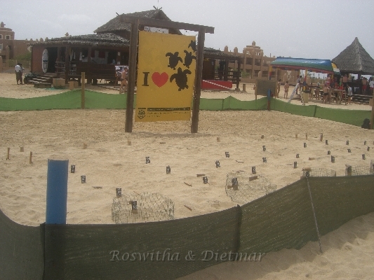 10 CIMG7244.JPG - Schildkroeten Brutstation - jeder Stab ein GelegeSchildkoeteneier werden eingesammelt und hier unter Bewachung von der Sonne ausgebrütet 