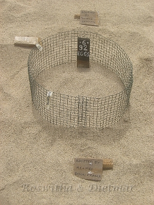 11 CIMG7243.JPG - ein Gelege mit 92 Eiern - in der Schutzzone