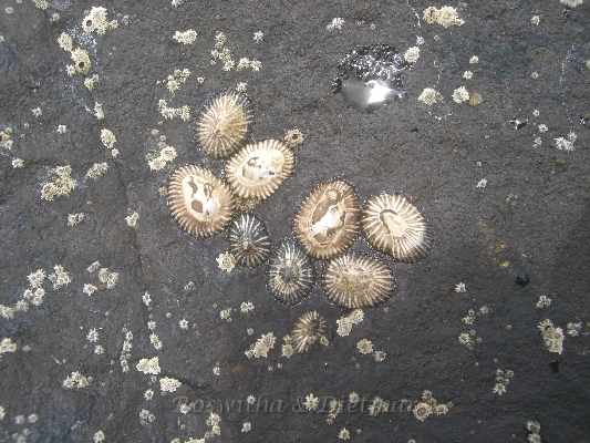 CIMG7284.JPG - Muscheln