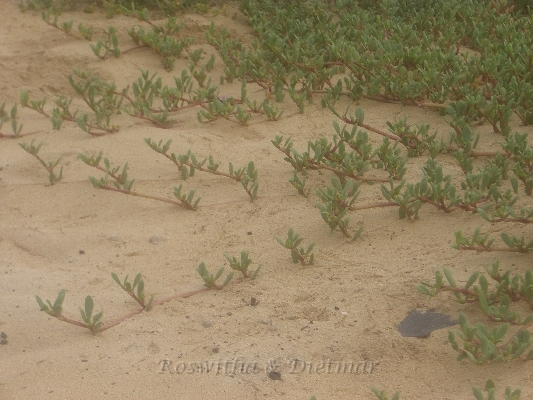 CIMG7340.JPG - Bewuchs gegen Erosion durch den staendigen Wind