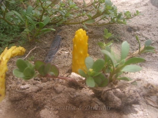 12 CIMG7523.JPG - sieht aus wie Spargel - Name der Hauptstadt Espargos