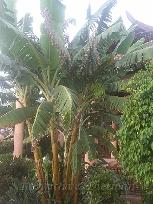 18 CIMG7225.JPG - Bananenstauden