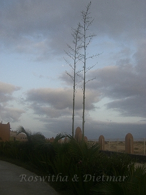 8 CIMG7382.JPG