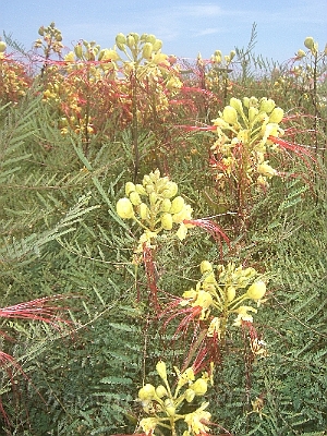 9 CIMG7185.JPG