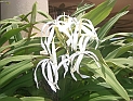 10 CIMG7188