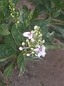 22 CIMG7227