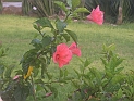 4 CIMG7513